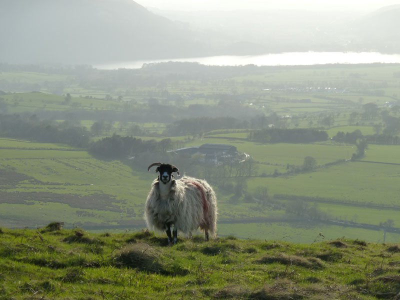 Sheep Bassenthwaite